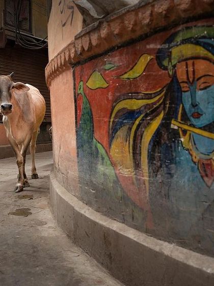 Cows wander freely through the 'galiyan' of Banaras, past a colorful mural of Lord Krishna. This is a quintessential scene of life in the holy city.