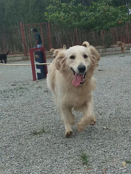 Pure happiness in motion! This Golden Retriever is having the time of its life running free in our secure, off-leash play area in Whitefield, Bengaluru.