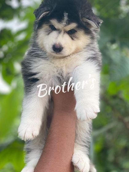 A classic "Big Boy" pose. This woolly coat Husky puppy is held up to show his impressive size and fluff.
