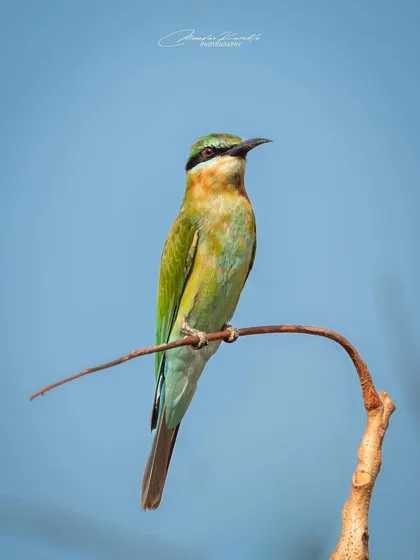 A Blue-tailed Bee-eater against a clear blue sky. The clean background allows the bird's slender shape and subtle green and blue tones to be fully appreciated.