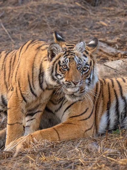 A tiger cub nuzzles its mother. These images, featured for International Tiger Day, highlight the importance of protecting these family bonds for future generations.