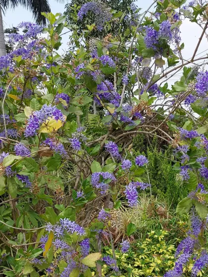 A large Sandpaper Vine (Petrea volubilis) covered in cascading purple flowers. This is a stunning vine for covering an arbor or fence.