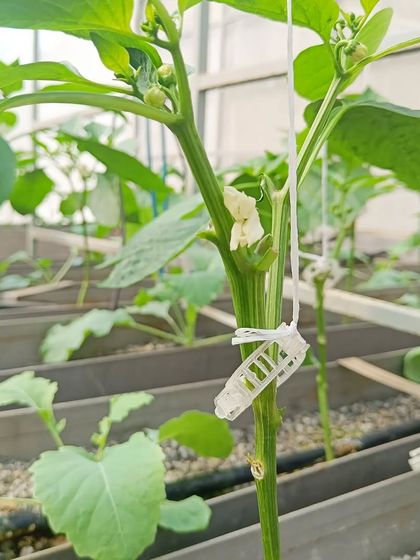 Staking is an important step for taller plants like these bell peppers. I provide these simple clips and guidance to help you support your plants as they grow, ensuring they are strong and productive.