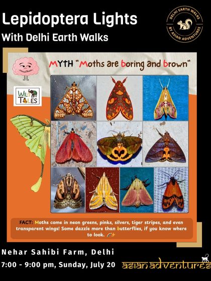 Butterfly & Insect Encounters photo 11