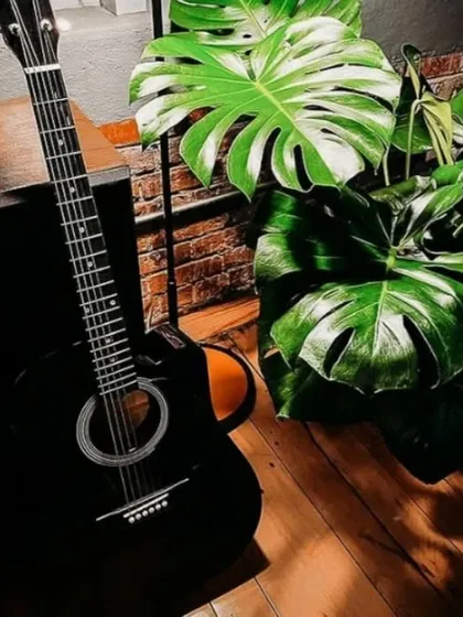 Plants and music just go together. A lush Monstera plant with its iconic split leaves creates a perfect, relaxing backdrop in this creative corner.