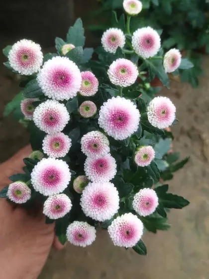 These button Chrysanthemums are absolutely charming. Their unique pom-pom shape and pink-centered petals make them a delightful addition to any plant collection.