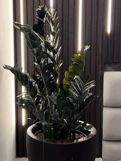 This is one of my favorite projects. I used a ZZ Raven plant, known for its dark, dramatic leaves, and placed it against a custom-lit wooden wall. It shows how the right plant can become a piece of living art in a modern bedroom.