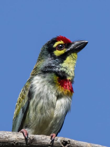 A portrait of the colourful Coppersmith Barbet against a clear blue sky, highlighting all the colours that make it so beautiful.