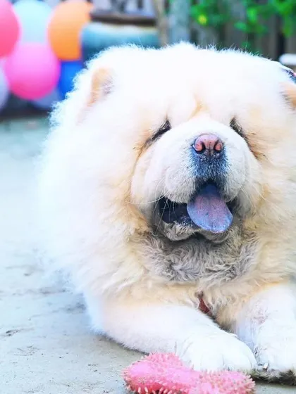 A big, fluffy Chow Chow relaxing in our outdoor area. We welcome all breeds, big and small.