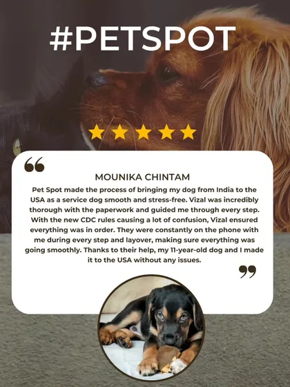 Mounika Chintam's review about her 11-year-old Rottweiler's journey to the USA highlights how I helped navigate confusing new CDC rules. I stay on top of all regulations to ensure a smooth process.
