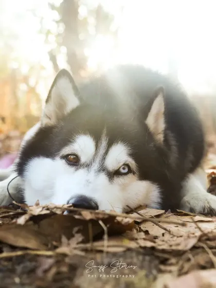 Every pet has a captivating presence, and my goal is to create portraits that do it justice. This stunning Husky, with her striking eyes and calm demeanor, is a perfect example of how I work patiently to let your pet's true soul shine through the lens.