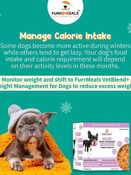Winter is here! This guide provides my top diet tips for dogs during the colder months, including managing calorie intake, keeping them hydrated, supporting fur health, and using high-protein, low-calorie treats.