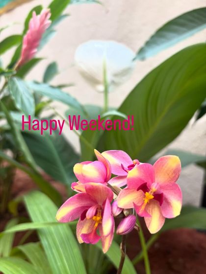 A beautiful close-up of a ground orchid in bloom. These flowers add an exotic touch to any garden and are a joy to watch as they open.