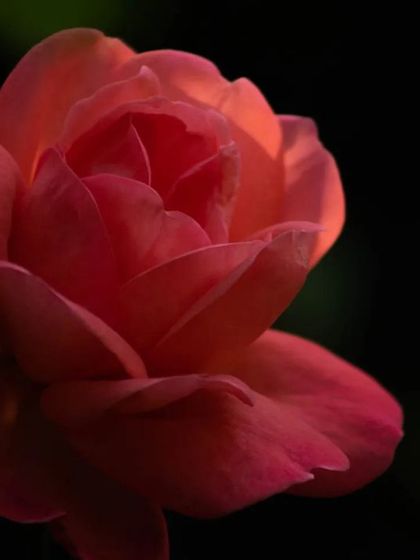 A close-up of a red rose using the low-key technique. The soft light catches only the front petals, letting the rest of the flower fade into the black background, creating a sense of intimacy and drama.