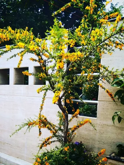 A Jerusalem Thorn tree in full yellow bloom. This drought-tolerant tree adds a delicate texture and a brilliant splash of color to the landscape.