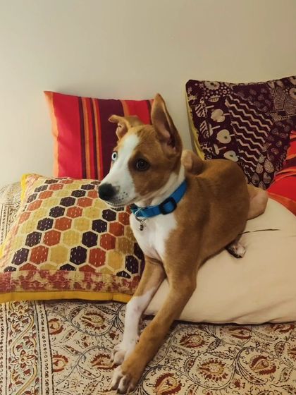 Zoella Dog Training - Puppy Foundation Training Welcome to the Pack! photo 25