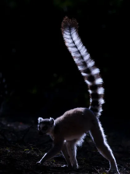 A ring-tailed lemur caught in dramatic rim light in Madagascar's spiny forest. I always tell my groups that "backlight is the best light," and this image is a perfect example of how to use it to create a powerful, artistic silhouette that emphasizes form and texture.