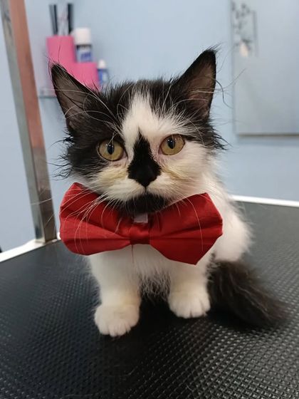 Mamppi Deb - Pet Grooming & Styling Feline Friends: Cat Grooming photo 18