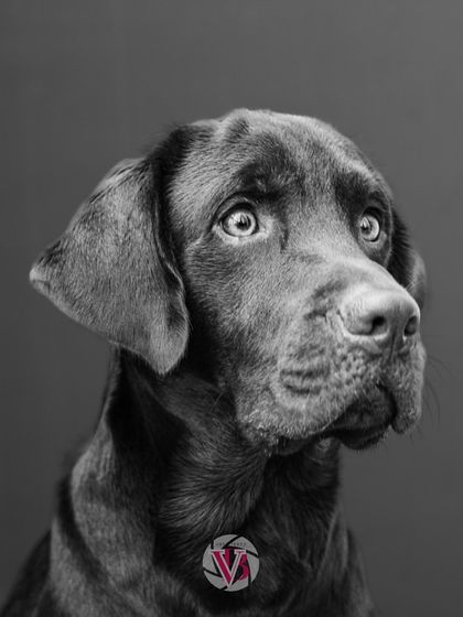 A beautiful monochrome portrait of a lab against a dark background. The lighting carves out his features, creating a dramatic and elegant look.
