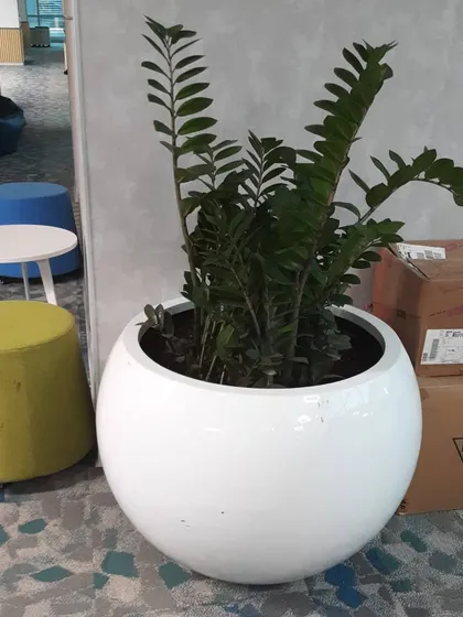 A large ZZ plant in a white spherical fiberglass planter. This is a great option for adding significant green volume to a space without requiring a lot of maintenance.