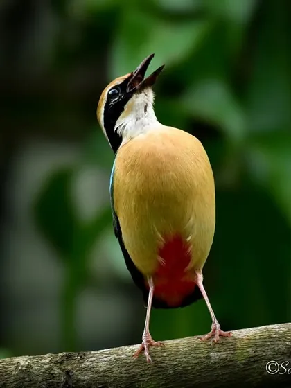 I can almost hear this photo. An Indian Pitta, known for its loud, distinctive call, singing its heart out. Capturing this behavior required patience and being in the right place at the right time.