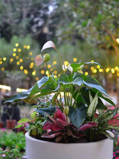 Additional Plant Showcase photo 4