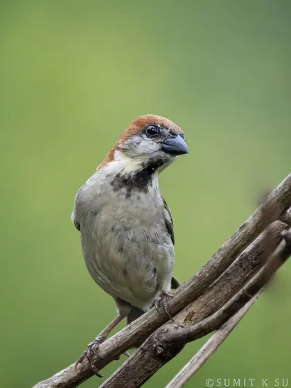 A Russet Sparrow, the Himalayan cousin of the House Sparrow. Its rich cinnamon-coloured head distinguishes it from its urban relative.