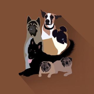 Asha Arun Pet Home Boarding
