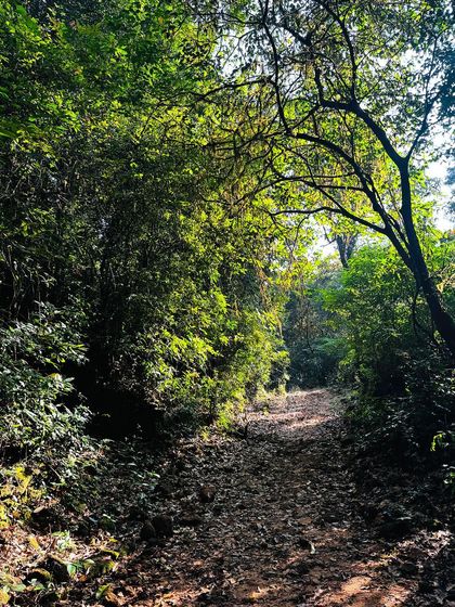 The sunlit forest path.