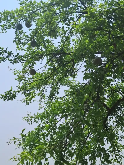 Bhardwaj - Urban Gardening Consultation Growing Fruits on Your Terrace photo 13