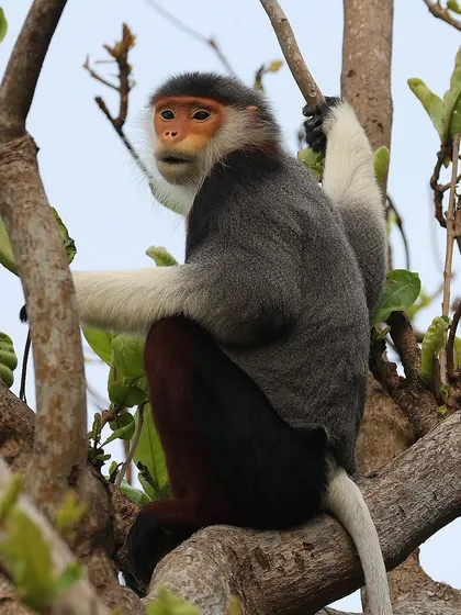 I was incredibly fortunate to encounter this Red-shanked Douc Langur during a trip to Vietnam. This endangered primate, with its distinct maroon "stockings," is found only in Vietnam, Laos, and Cambodia. Finding such a beautiful and rare species ranging freely was a moment of pure joy.