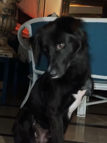 **MISSING:** Kallu, a black community dog, has gone missing from Jasola Vihar, Pocket 1. This photo shows his gentle expression. We are coordinating with local feeders and volunteers to locate him.