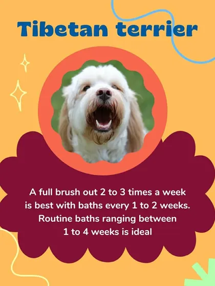 For a Tibetan Terrier, a full brush-out 2 to 3 times a week is ideal to prevent matting. Routine baths every 1 to 4 weeks will keep their long coat clean and healthy.