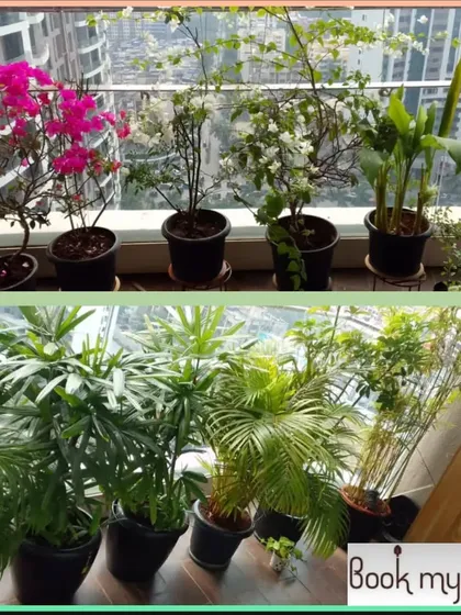 A vibrant mix of flowering and foliage plants we maintain for a client in Andheri. We ensure the flowering plants get the right boosters to produce beautiful blooms.