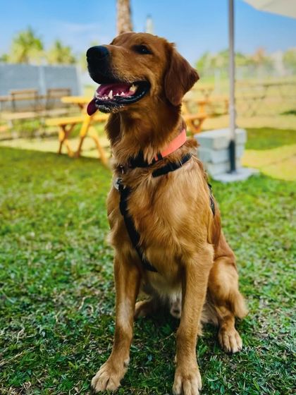 The Pawsome Camp - Dog Park & Pool Pawsome Portraits photo 51