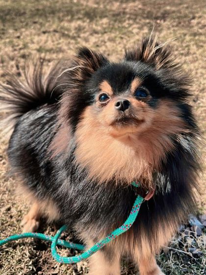 Tulsa Dog Trainer - Pack Walks Our Pack Walks in Action photo 8