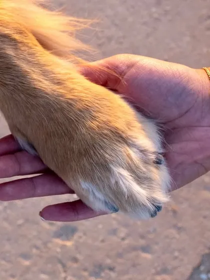A simple yet powerful image of a hand holding a paw. It’s a symbol of the trust, companionship, and unbreakable bond we share with our pets.