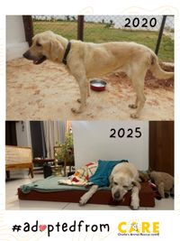 Animal Welfare Advocacy