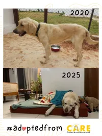 Animal Welfare Advocacy