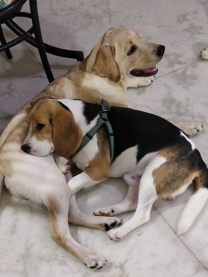 Jazzy's Pet Care - In-Home Dog Boarding Cozy Corners & Nap Time photo 41