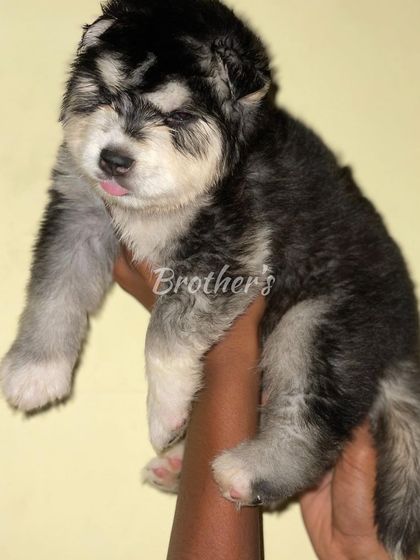 A very young male puppy, just starting to show his markings and fluffy coat. This is what my pups look like in their first few weeks.