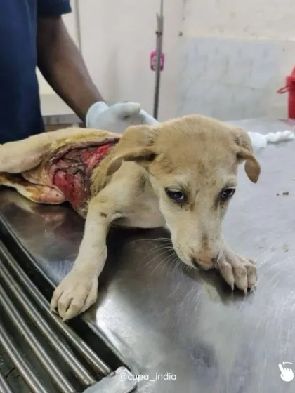 Cupa - Emergency Animal Rescue & Treatment Dog Rescue & Recovery Stories photo 22