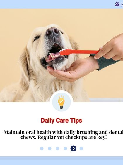 PawsnCollars - Veterinary Care Specialized Medical & Surgical Care photo 5