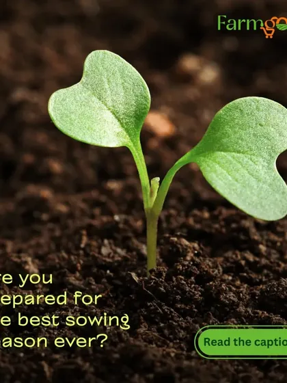Are you prepared for the best sowing season? As the monsoon ends, the soil is perfect for planting everything from crunchy carrots to leafy greens.