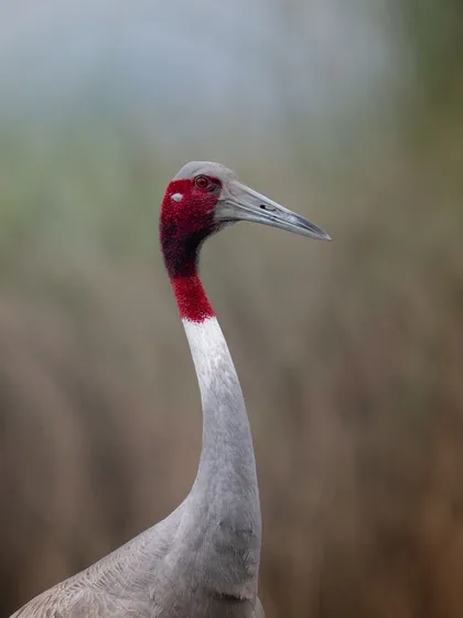 A portrait of a Sarus Crane, showing the texture of its skin and feathers. Dhanauri is a crucial habitat for these endangered birds.