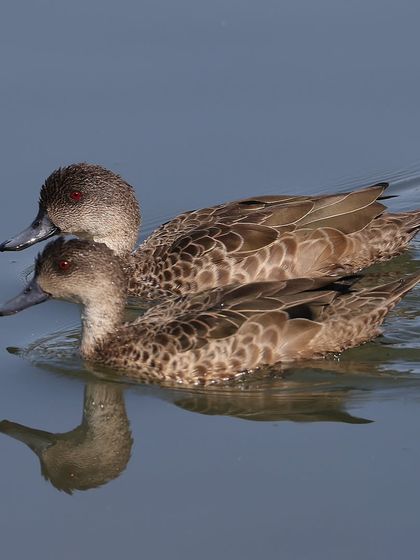 Waders, Ducks & Waterbirds photo 33