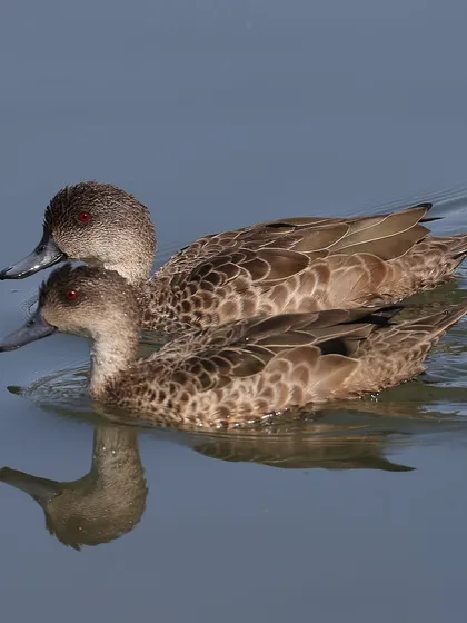 A pair of Grey Teals, a common duck species in Australia and New Zealand. Their striking red eyes and intricately patterned feathers make them a beautiful subject.