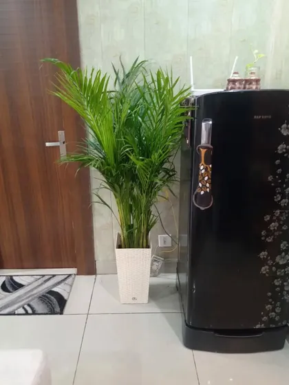 An Areca Palm in a self-watering pot, placed next to a refrigerator. It's a great air-purifying plant that adds a tropical feel to the kitchen or living area.