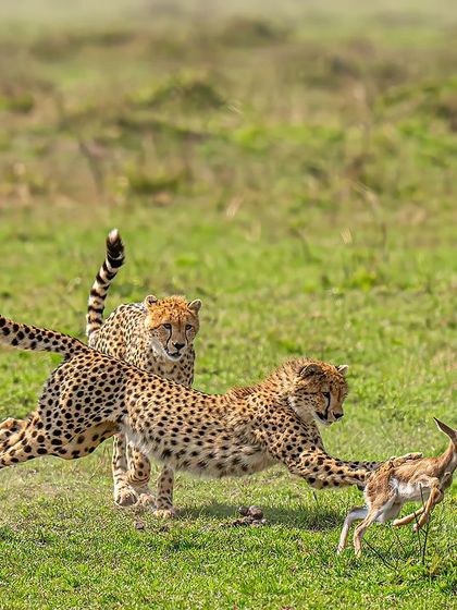The game of survival is a constant drama in the wild. Here, two cheetahs have successfully hunted a fawn. Capturing this required not just fast gear but an expert guide to get us in the right position at the right time.