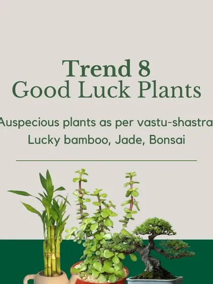 Trend 8: Good Luck Plants. Many clients request plants that are considered auspicious according to Vastu Shastra. I offer a selection including Lucky Bamboo, Jade, and Bonsai to bring positive energy.